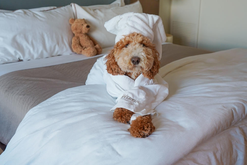 Westin Tampa Bay dog bed